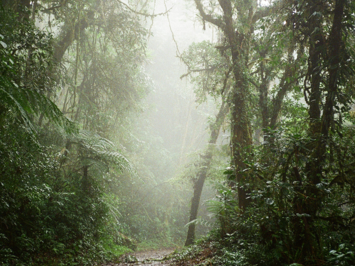 Cloud Forest  - Undiscovered.nl