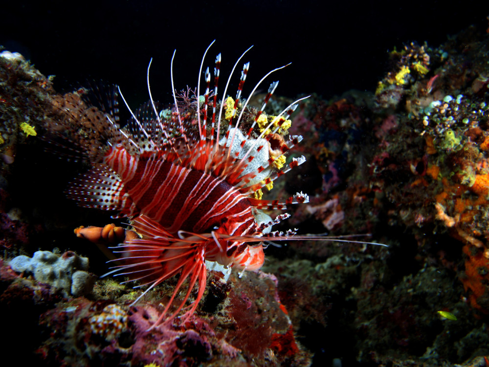 Rode koraalduivel - Undiscovered.nl