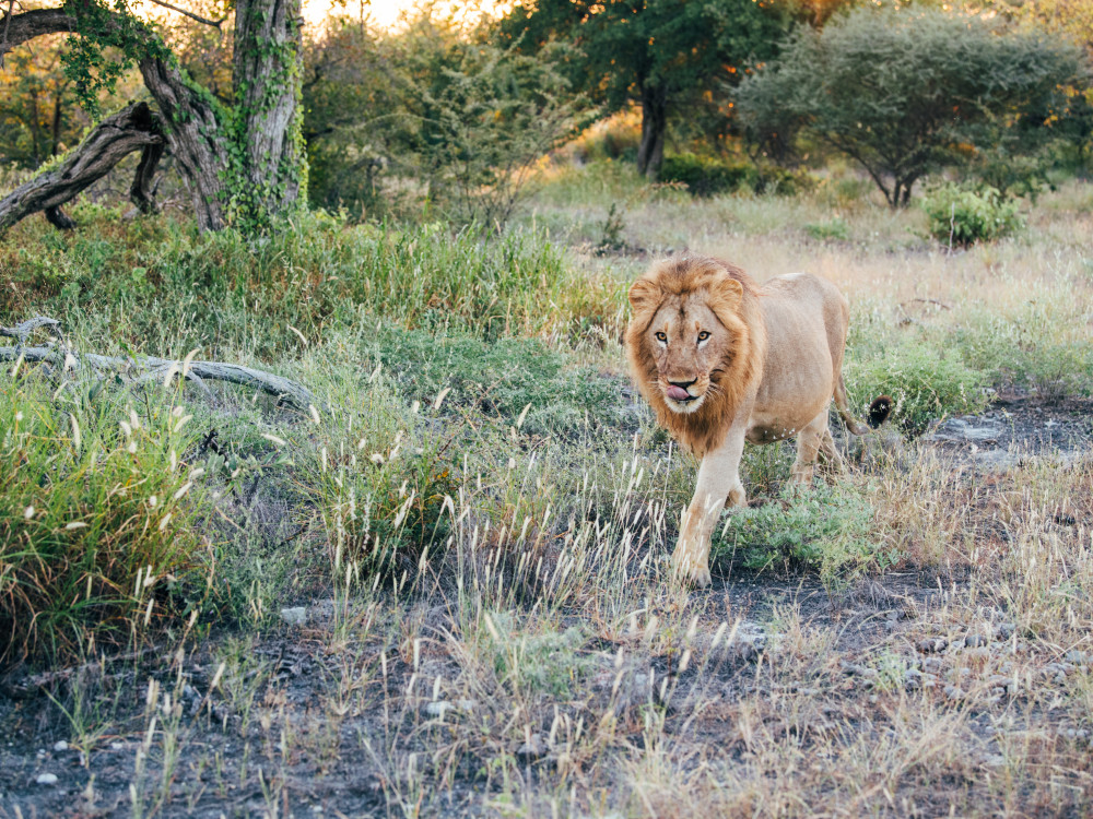 Leeuw in Makgadikgadi - Undiscovered.nl