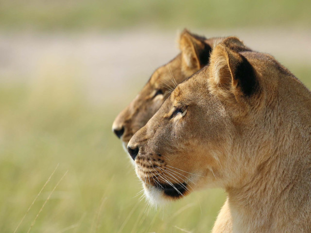 Leeuwen in Makgadikgadi, Botswana - Undiscovered.nl