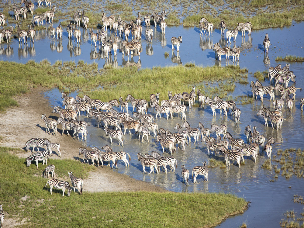 Zebra migratie - Undiscovered.nl