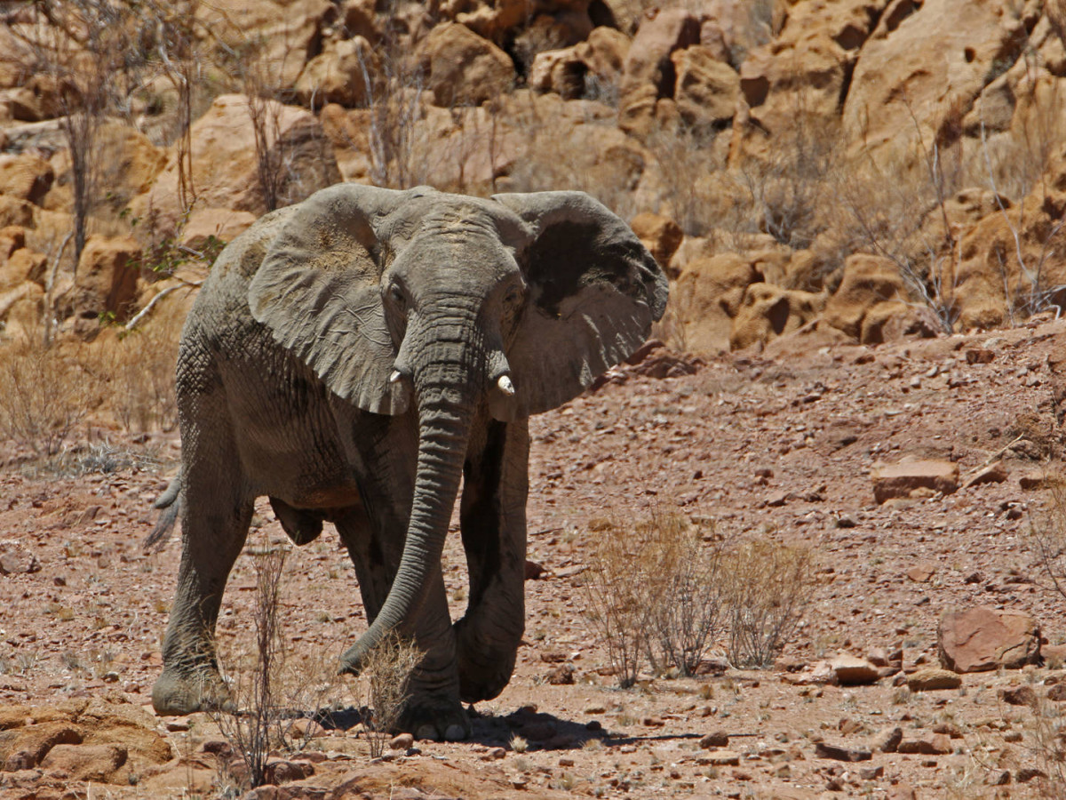 Woestijnolifant in Grootberg, Namibië - Undiscovered