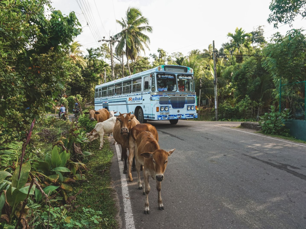 Koeien in Digana, Sri Lanka - Undiscovered.nl