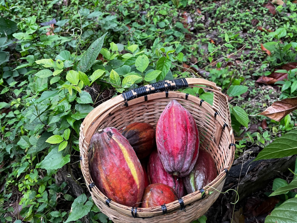 Cacaobonen in Bohol, Filipijnen - Undiscovered.nl