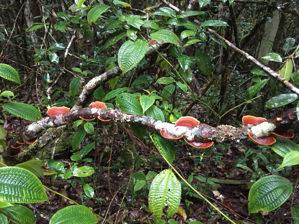 Natuur in Madagascar - Undiscovered.nl