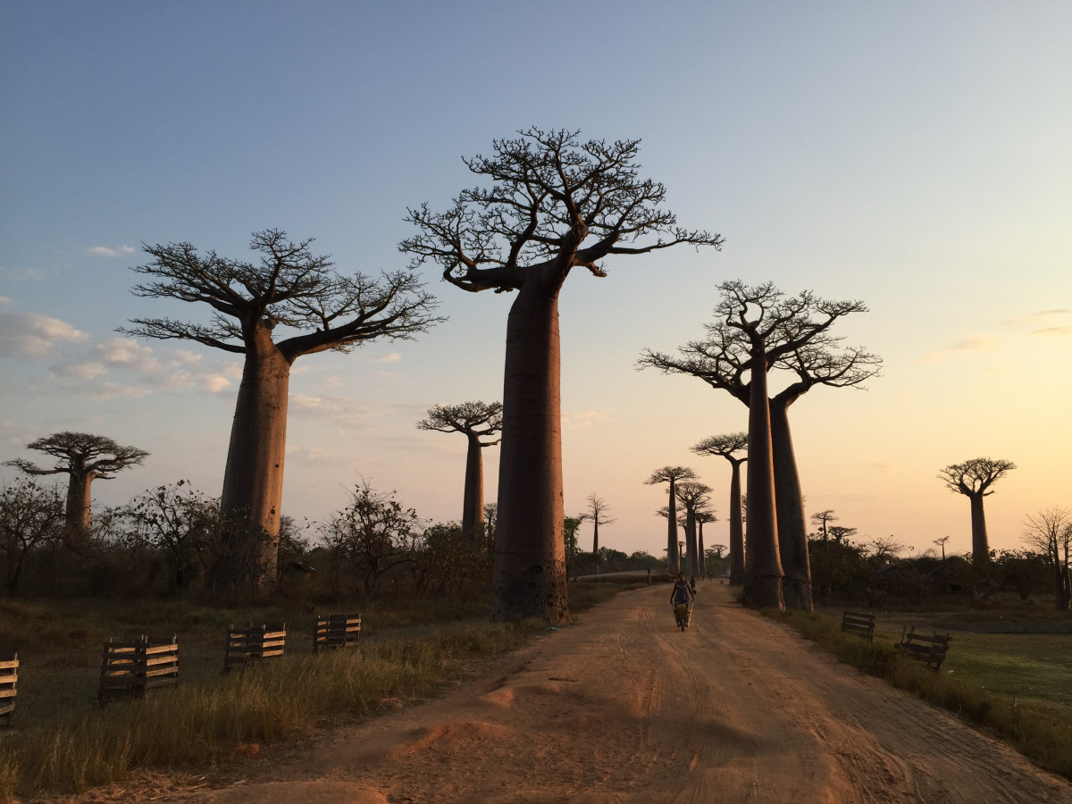 Baobab bomen in Madagascar - Undiscovered.nl