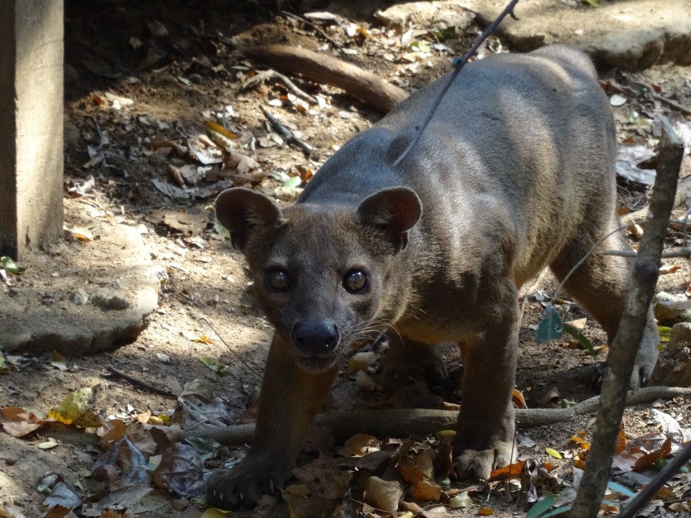 Diersoort in Madagascar - Undiscovered.nl
