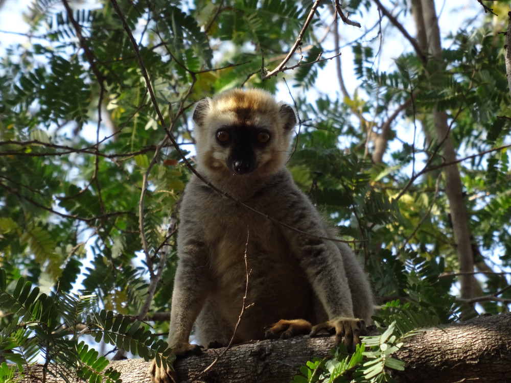 Lemur in een boom, Madagascar - Undiscovered.nl