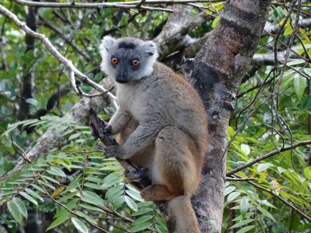 Lemur in Madagascar - Undiscovered.nl