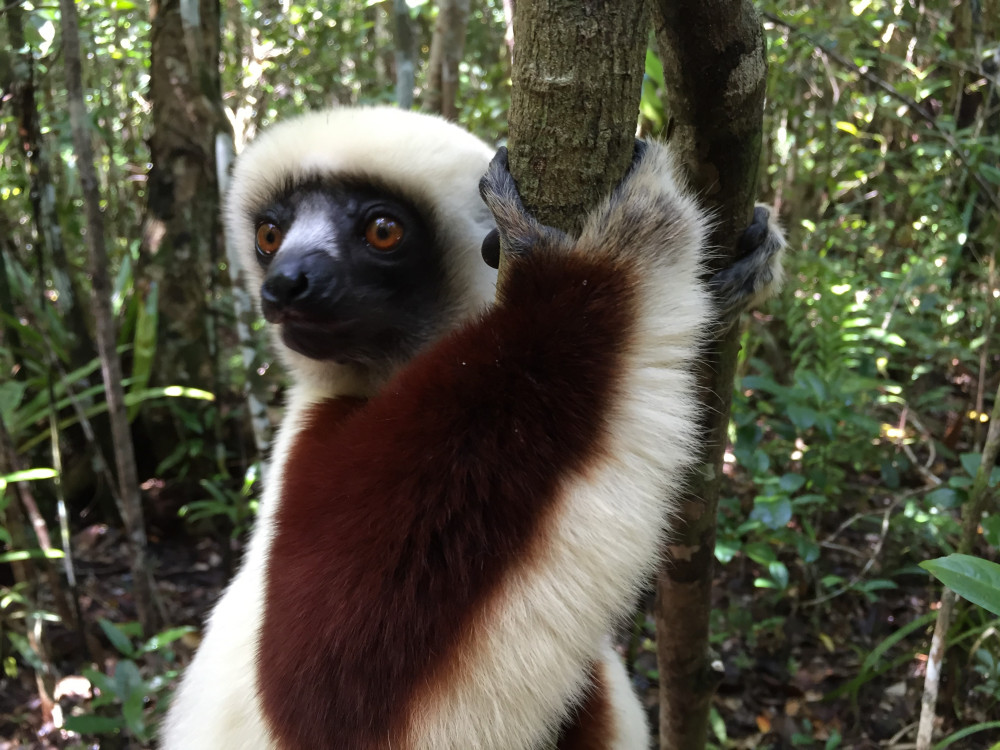 Indri in Madagascar - Undiscovered.nl
