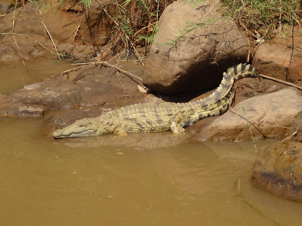 Krokodil in Madagascar - Undiscovered.nl