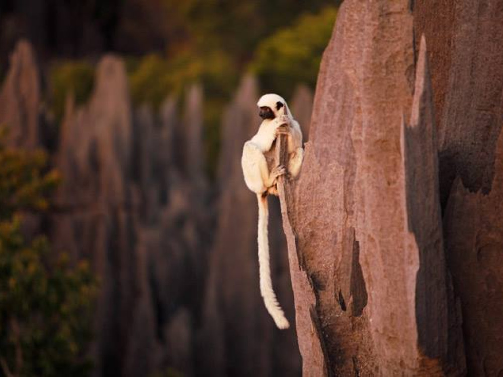 Dieren in Madagascar - Undiscovered.nl