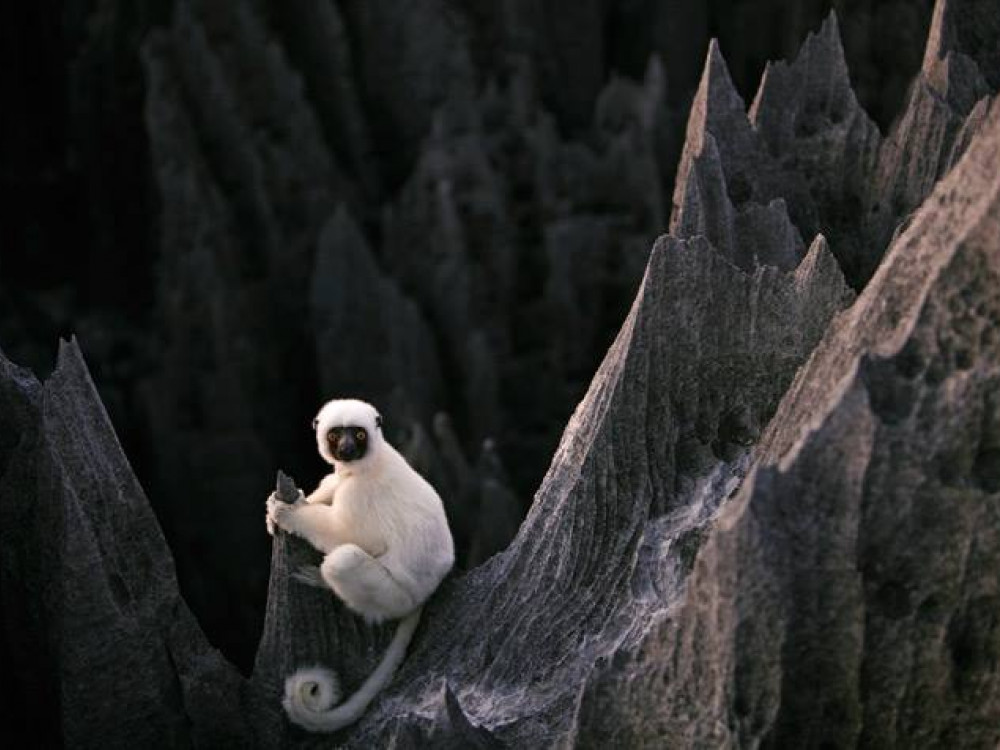 Dieren in Madagascar - Undiscovered.nl