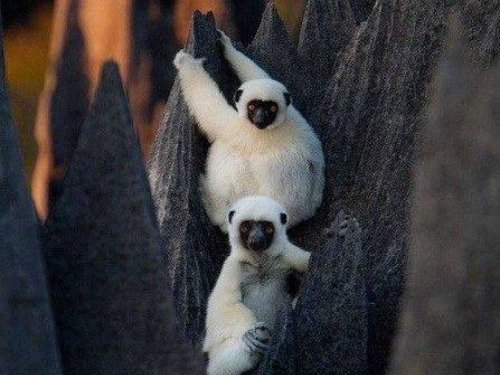 Dieren in Madagascar - Undiscovered.nl