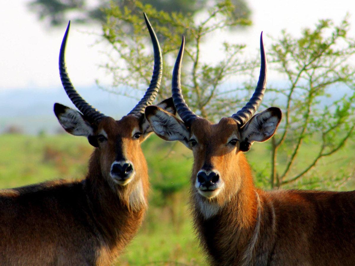Wildleven in Murchison Falls National Park, Oeganda - Undiscovered.nl