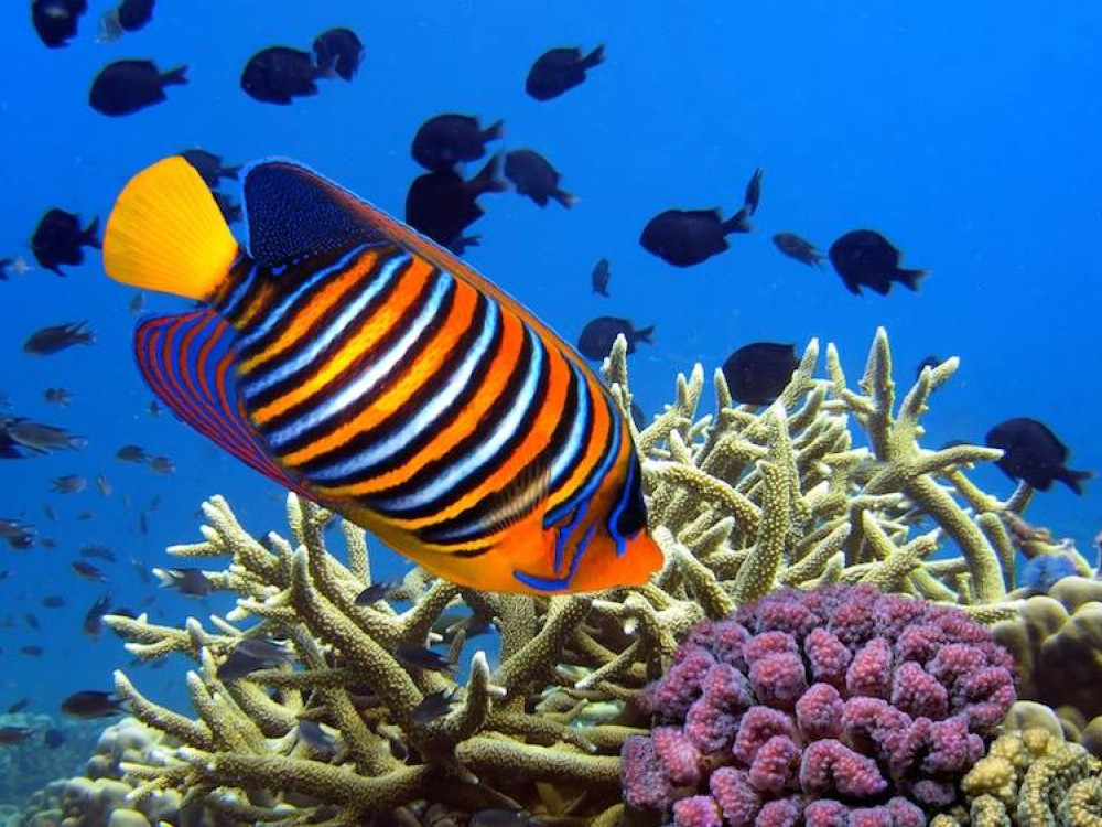 Onderwaterwereld Mauritius - Undiscovered.nl