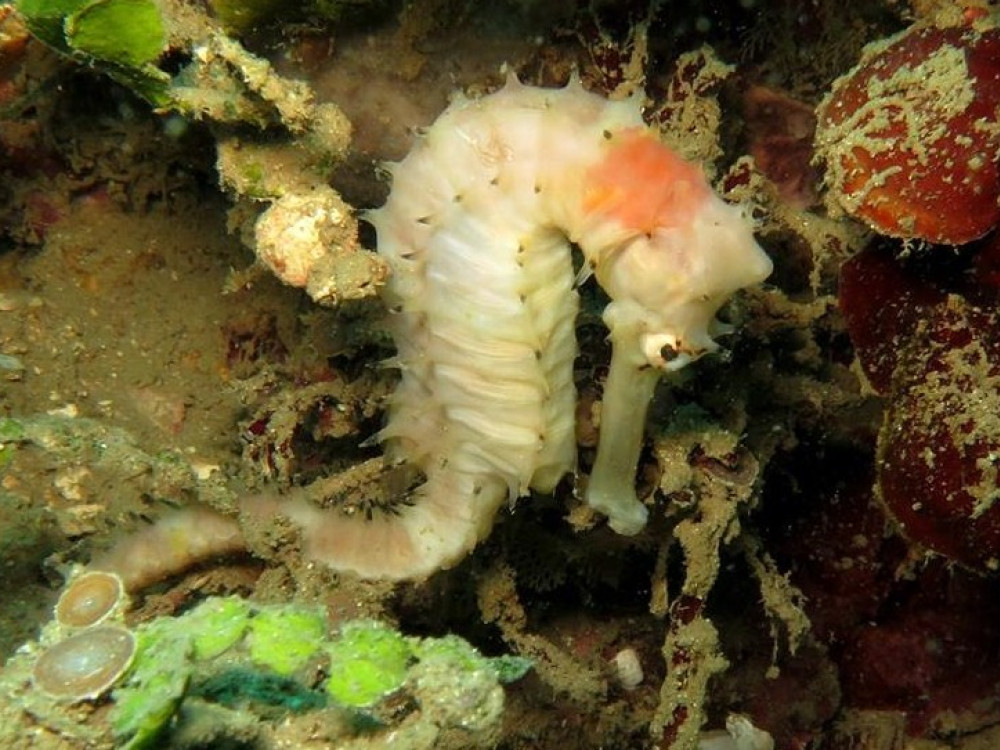 Zeepaardje - Undiscovered.nl