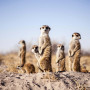 Meerkatten in Botswana - Undiscovered.nl