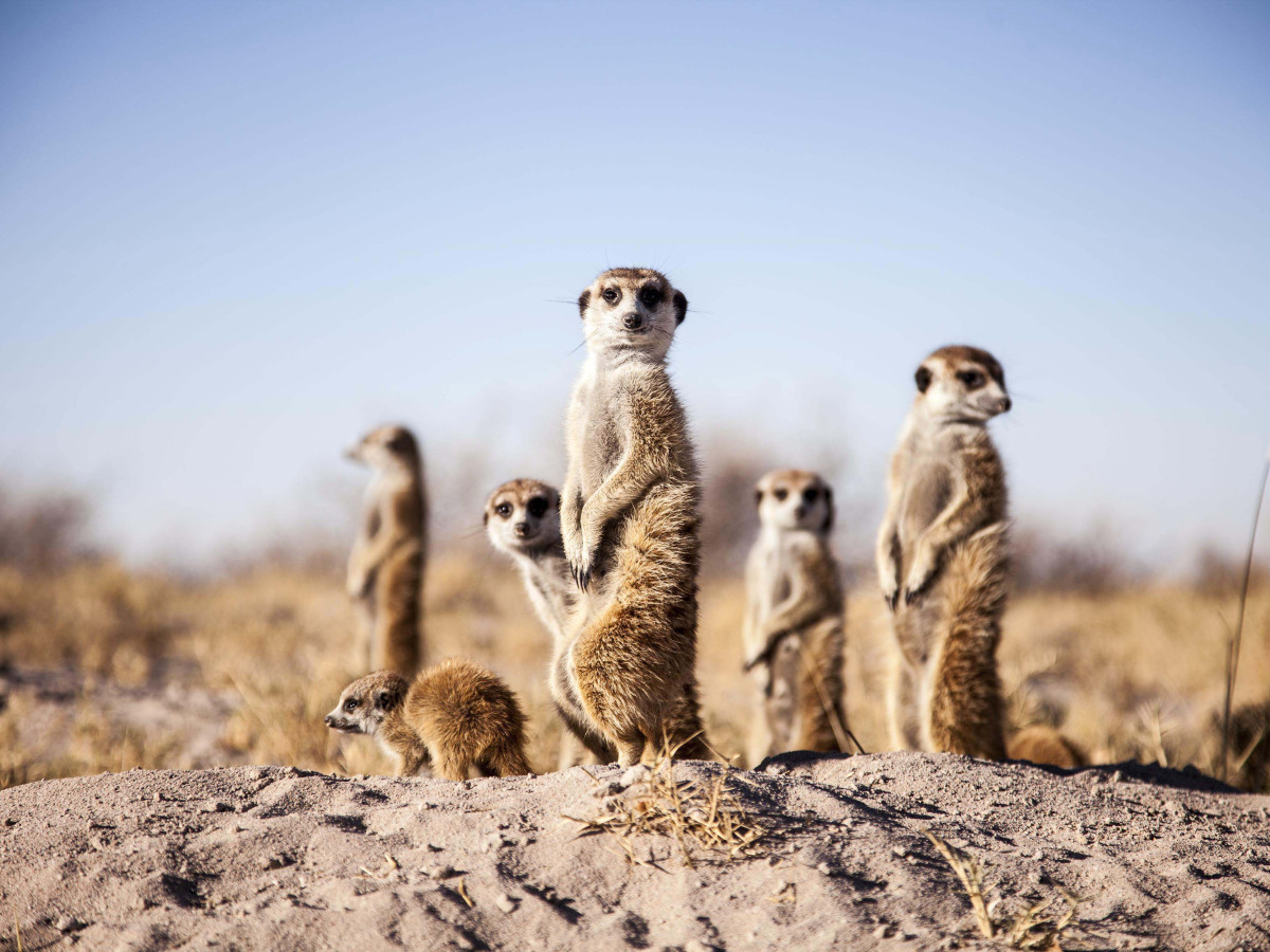 Meerkatten in Botswana - Undiscovered.nl