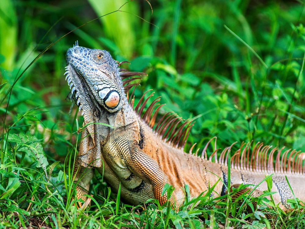 Leguaan in Belize - Undiscovered.nl