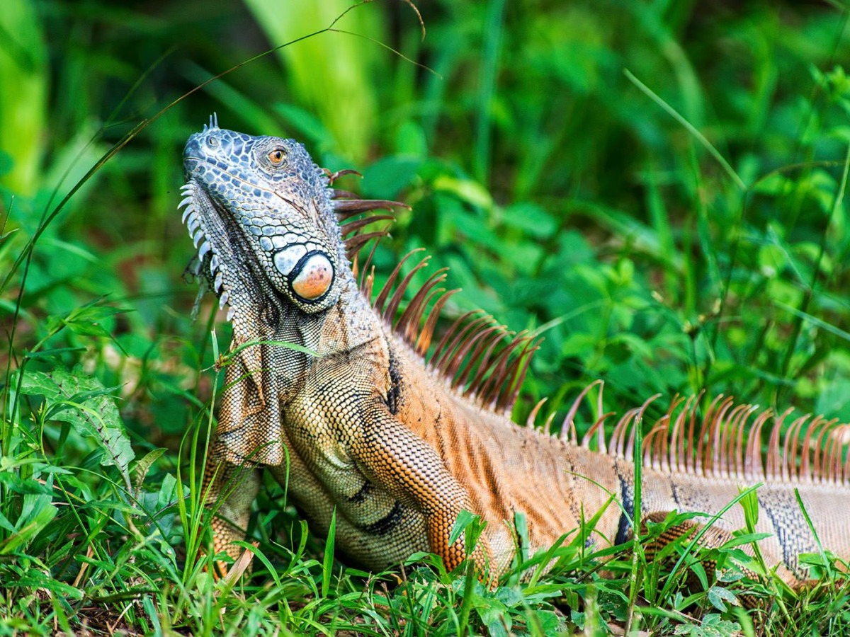 Leguaan in Belize - Undiscovered.nl