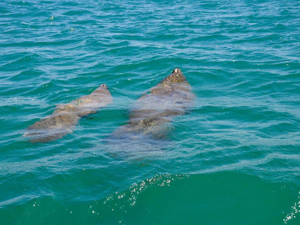 Onderwater leven in Belize - Undiscovered.nl