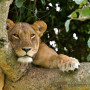 Leeuw in boom, Queen Elizabeth National Park, Oeganda - Undiscovered.nl