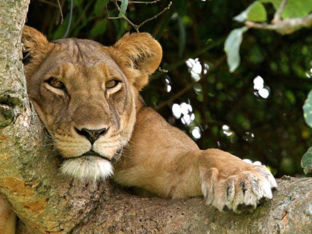 Leeuw in boom, Queen Elizabeth National Park, Oeganda - Undiscovered.nl