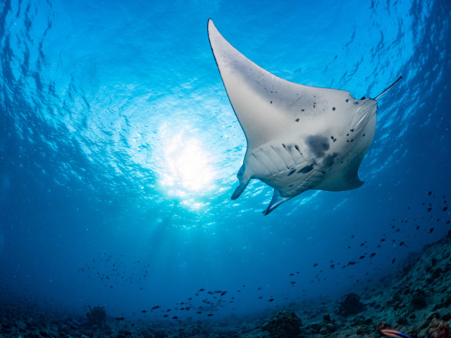 Mantarog Luzon Filipijnen - Undiscovered.nl
