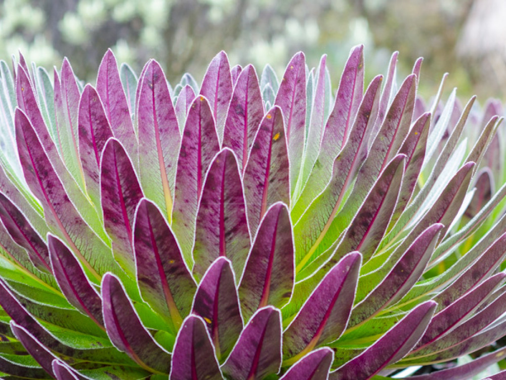 Rwenzori Mountains National Park, Oeganda - Undiscovered.nl