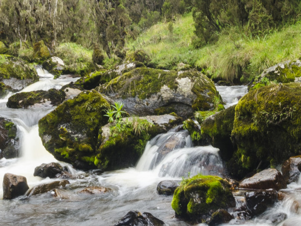 Rwenzori Mountains National Park, Oeganda - Undiscovered.nl