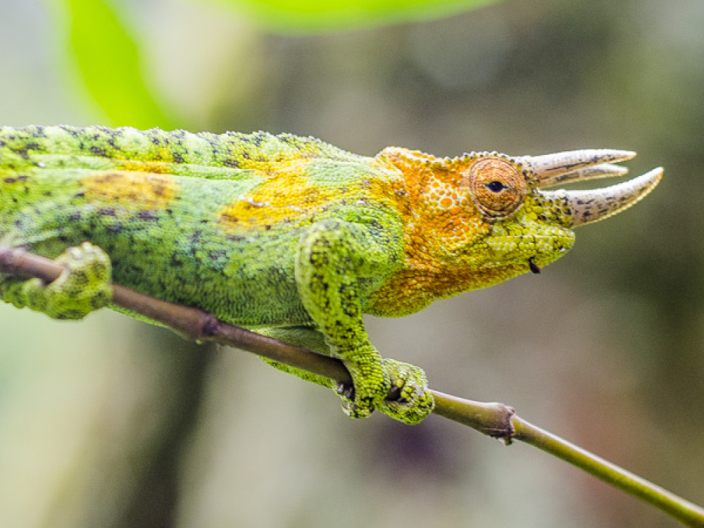 Rwenzori Mountains National Park, Oeganda - Undiscovered.nl