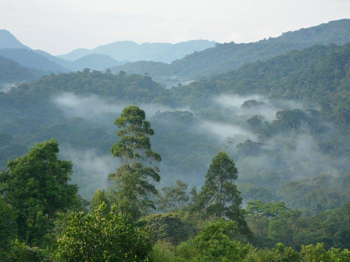 Uitzicht Bwindi Impenetrable National Park - Undiscovered.nl