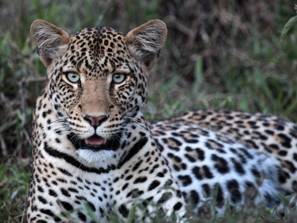 Luipaard in het wild - Undiscovered.nl