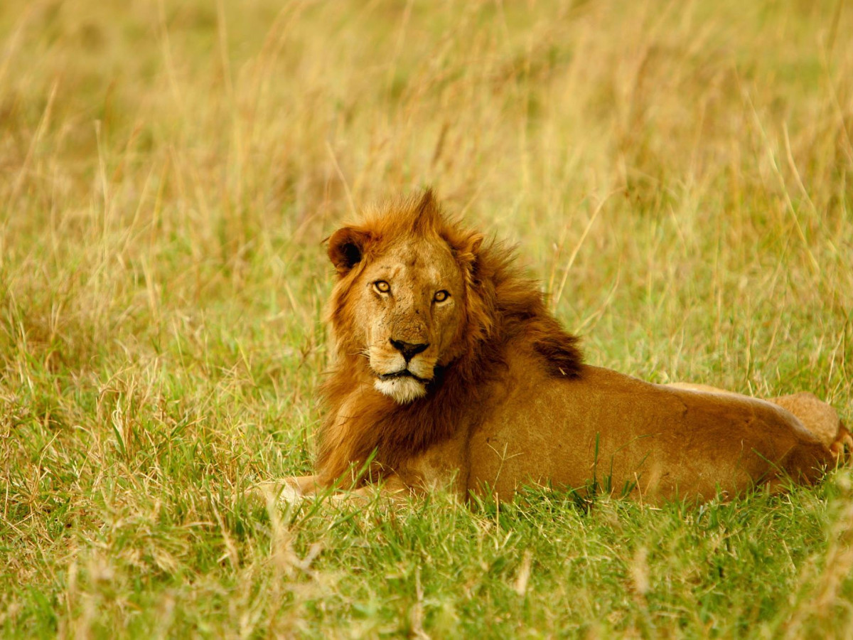 Leeuw in Kidepo Valley National Park, Oeganda - Undiscovered.nl