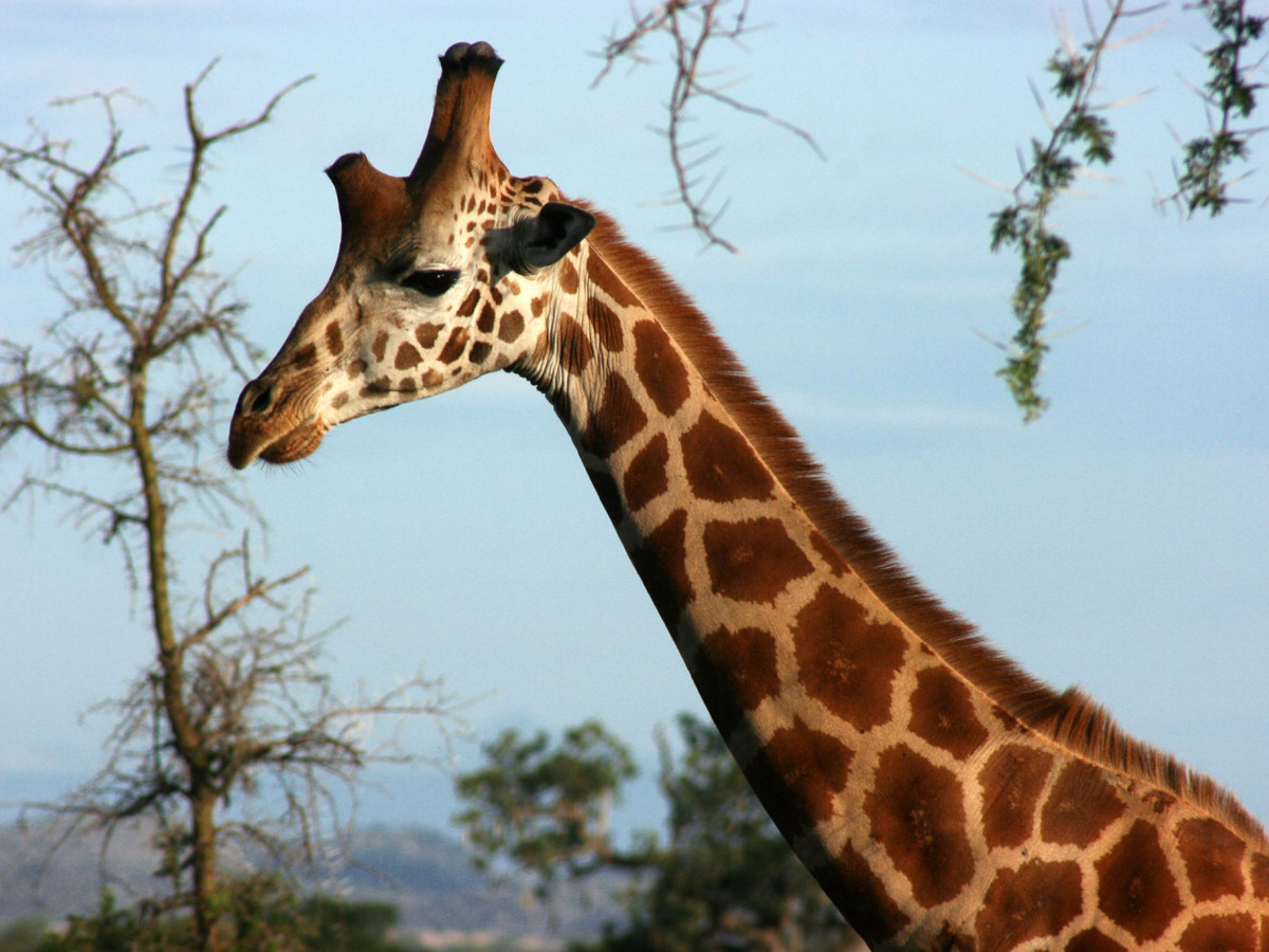 Giraf in Kidepo Valley National Park, Oeganda - Undiscovered.nl