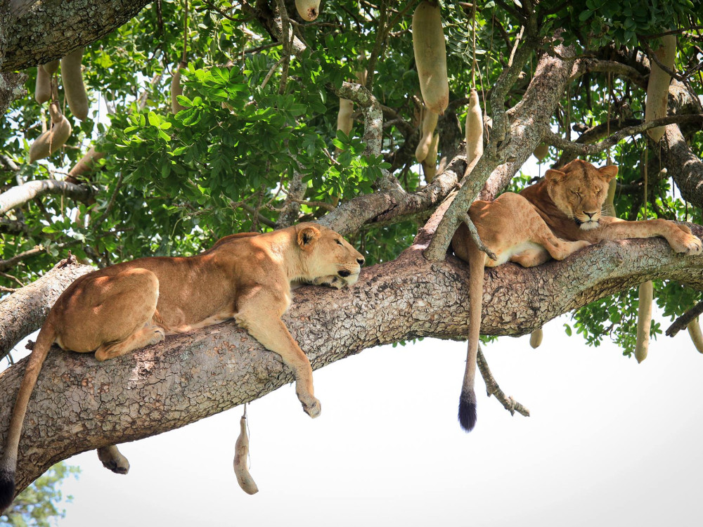 Leeuwen in boom Kidepo Valley National Park, Oeganda - Undiscovered.nl