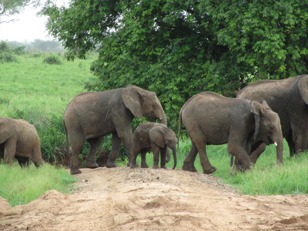 Olifanten in Kidepo Valley National Park, Oeganda - Undiscovered.nl