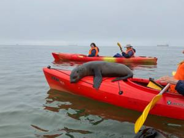 Kajakken met zeehonden bij Walvisbaai, Namibië - Undiscovered.nl