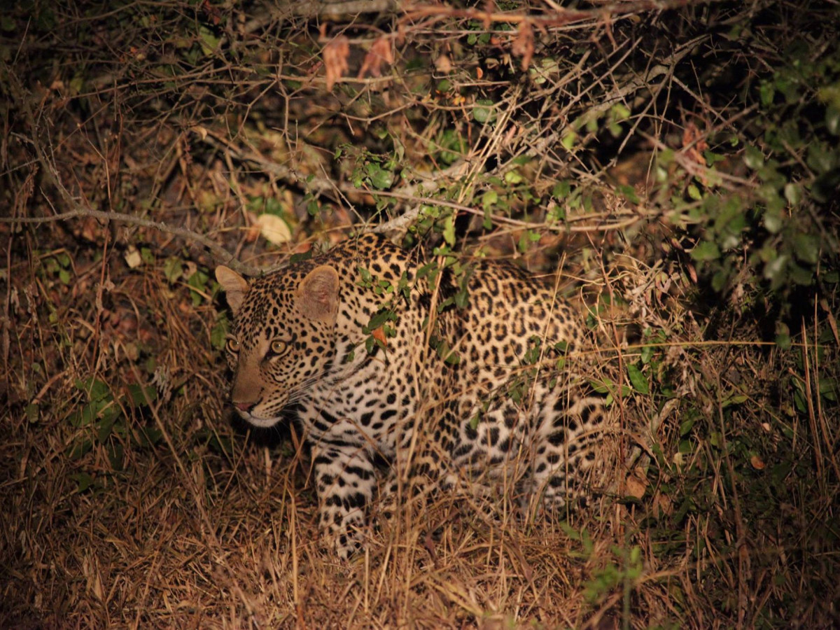 Luipaard Lake Mburo National Park, Oeganda - Undiscovered.nl