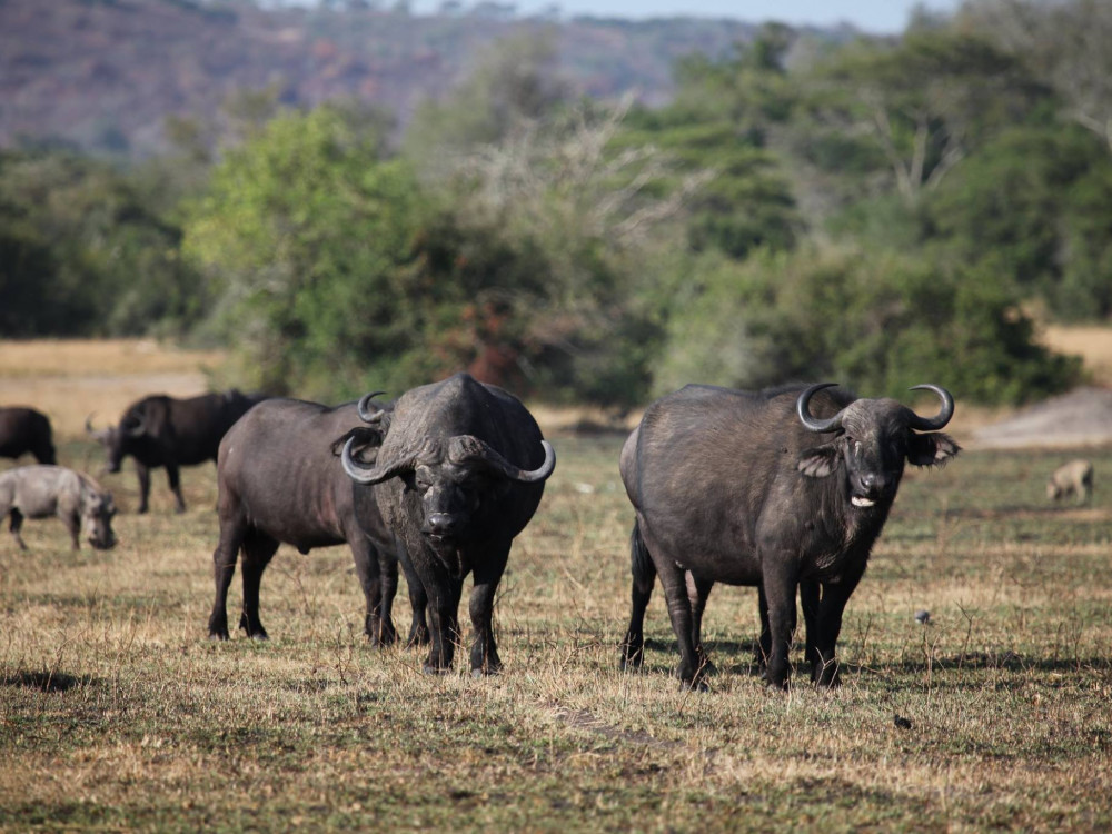 Buffels in het wild - Undiscovered.nl