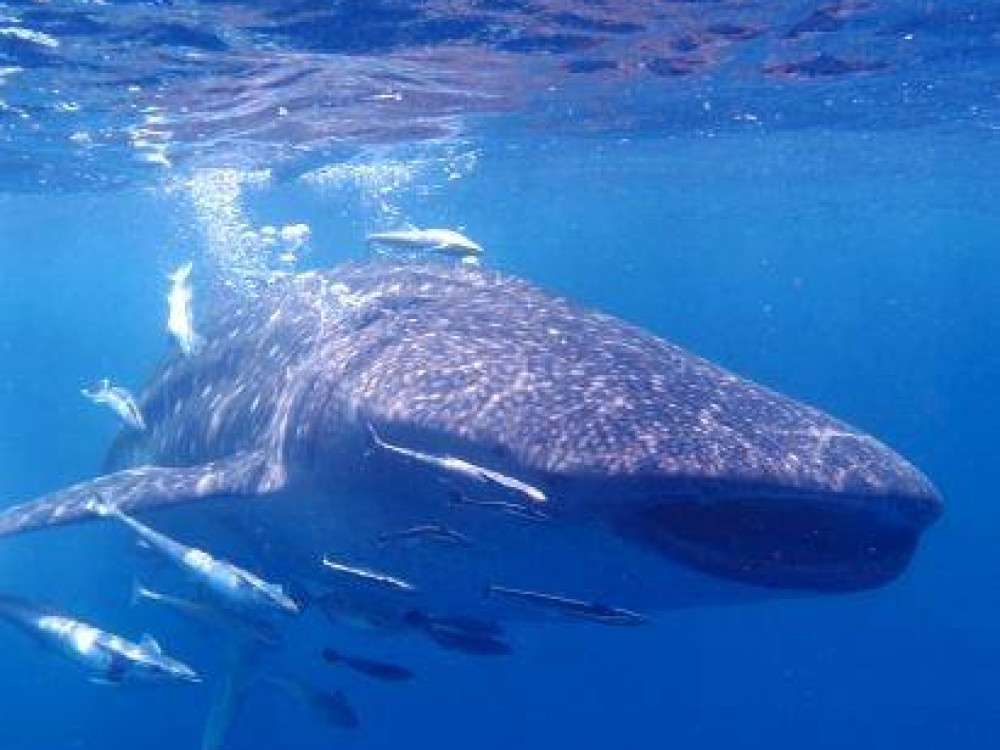 Onderwaterleven in Madagascar - Undiscovered.nl