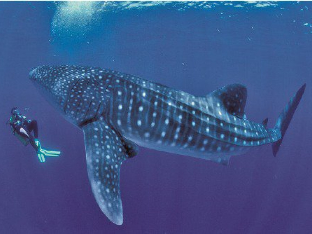 Duiken met een walvishaai - Undiscovered.nl