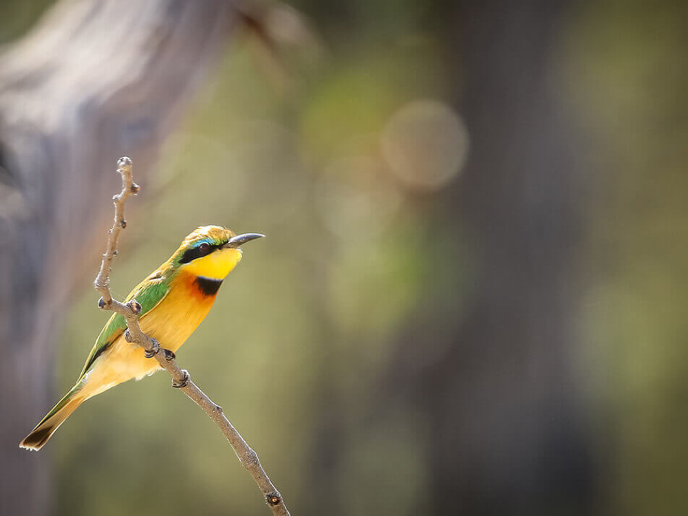 Little Bee Eater - Undiscovered.nl
