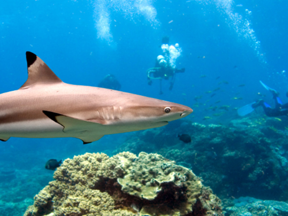 Shark Point Reef Sri Lanka - Undiscovered.nl
