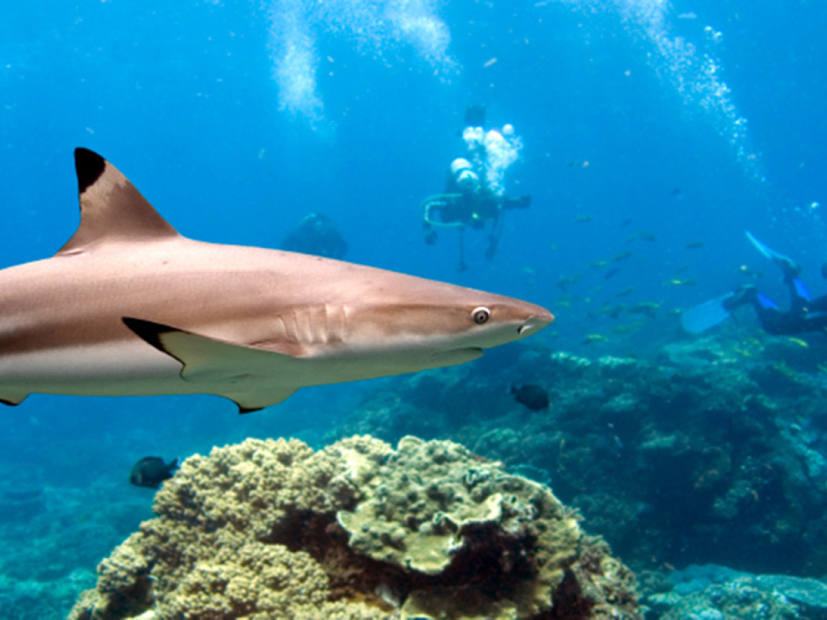 Shark Point Reef Sri Lanka - Undiscovered.nl