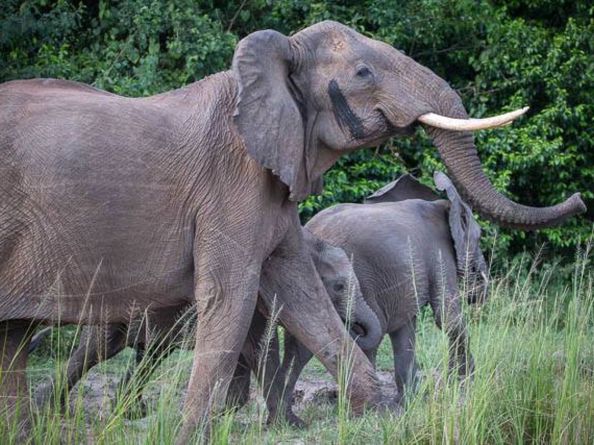 Olifanten in Murchison Falls National Park, Oeganda - Undiscovered.nl