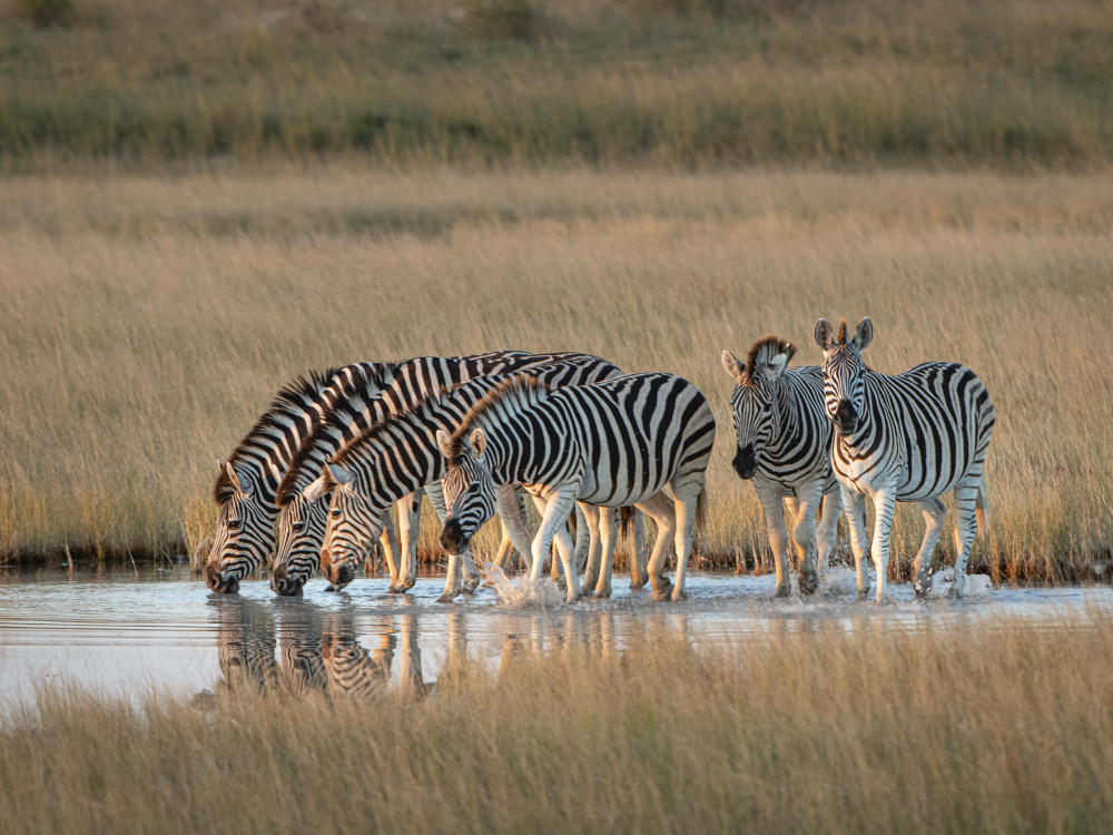 Zebra's in Makgadikgadi Pans - Undiscovered.nl