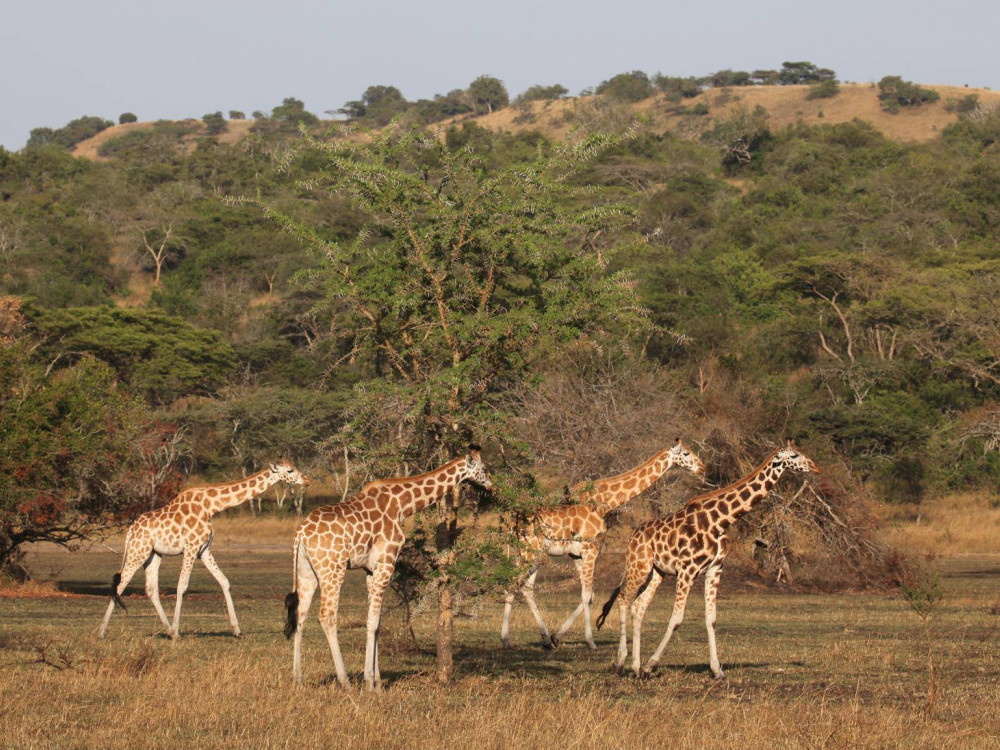 Giraffes in Lake Mburo National Park, Oeganda - Undiscovered.nl