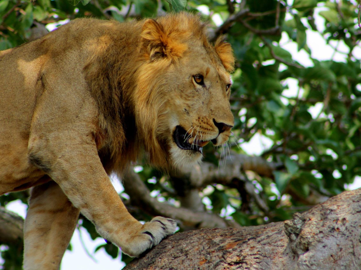 Leeuw in boom, Queen Elizabeth National Park, Oeganda - Undiscovered.nl